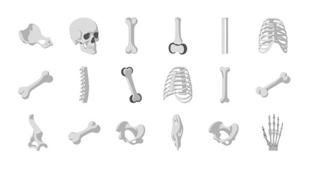 Human Bone Anatomy - Detailed Skeletal System Illustration.