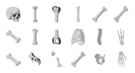Human Bone Anatomy - Skull, Ribs, Spine, and Limb Bones.