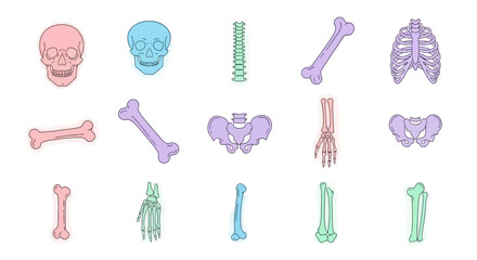 Human Bone Anatomy - Skull, Spine, Rib Cage and Pelvis.