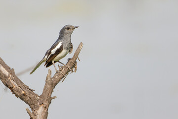 Dajalschama, auf einem Ast sitzend, im Ranthambhore Nationalpark, Indien