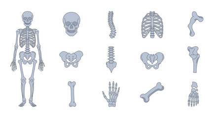 Human Skeleton Anatomy - Detailed Bone Structure Illustration.