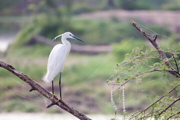 Seidenreiher auf einem Baum, umgeben von Spinnweben, im Ranthambhore Nationalpark, Indien