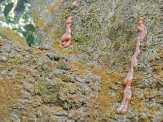 Textured tree bark with bright reddish-orange natural sap flow