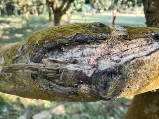 Decaying mossy tree branch with exposed textured rotten wood