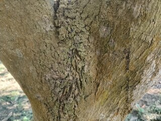 Close-up of weathered tree bark texture with intricate patterns