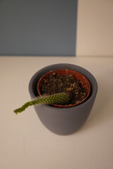 Small cactus plant in a gray pot on a white surface