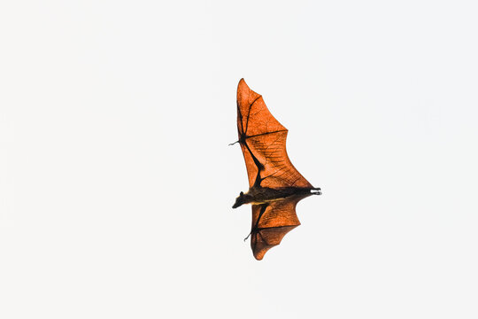 fliegender Flughund im Gegenlicht
