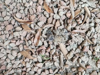 Natural ground texture of small gravel, dry leaves and debris