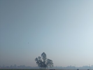Expansive serene hazy sky over silhouetted trees at horizon