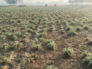 Frost-covered plants in a vast agricultural field at sunrise.