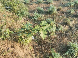 Small plant with broad leaves growing in dry field under sun