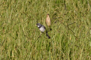 male and female double-collared seedeaters
