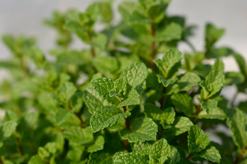 Moroccan mint leaves - Latin name - Mentha spicata var. crispa Moroccan