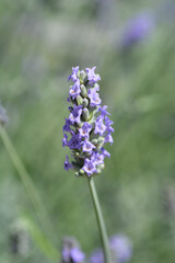 Common lavender flowers - Latin name - Lavandula angustifolia