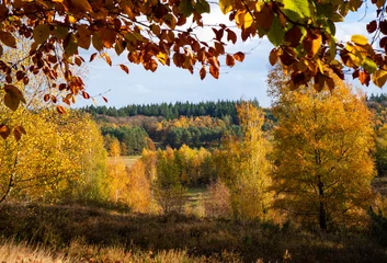 Fototapeten Braun The beautiful Kwintelooyen recreation area in Rhenen shows off its stunning autumn forest, framed by bright orange leaves, showcasing the picturesque landscape of this Dutch nature reserve.  © Leon Hellegers