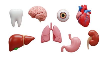 Collection of 3d rendered human internal organ models including brain, heart, lung, liver, stomach, kidney, eye, and tooth, isolated on transparent background