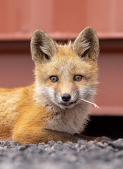 Red fox