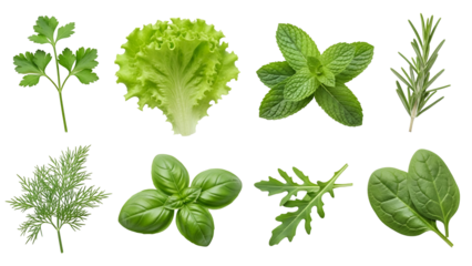 Collection of fresh green culinary herbs and leafy vegetables isolated on transparent background for cooking and garnish