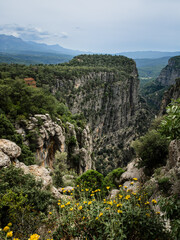 Vertical view of a mountain canyon with tall rocky cliffs, dense forest and yellow wildflowers in the foreground.