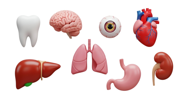 Collection of 3d rendered human internal organ models including brain, heart, lung, liver, stomach, kidney, eye, and tooth, isolated on transparent background