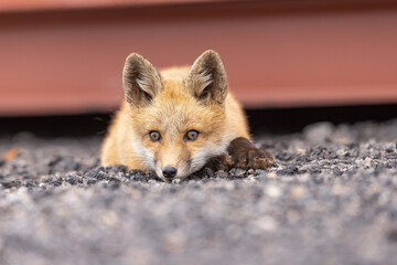 Red fox