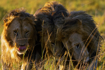 The lion (Panthera leo) large dominant males greet each other during a morning meeting. Typical coalitional behavior of adult lions.
