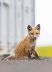 Red fox