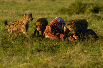 Spotted hyena (Crocuta crocuta), also known as the laughing hyena around a buffalo carcass.