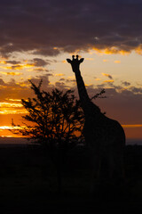 A Masai giraffe (Giraffa tippelskirchi), also spelled Maasai giraffe, and sometimes called the Kilimanjaro giraffe, standing at sunrise in the Masai Mara reserve.