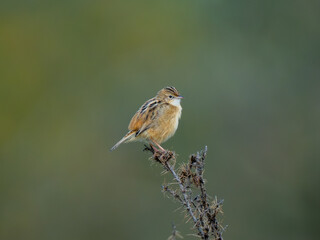Zitting Cisticola (Cisticola juncidis)