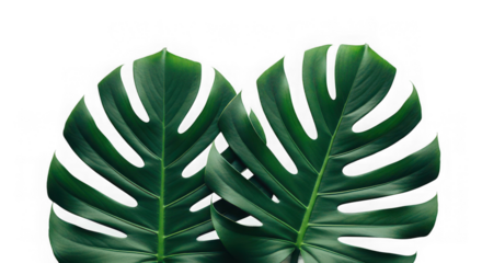 Two vibrant green monstera deliciosa leaves isolated on transparent background