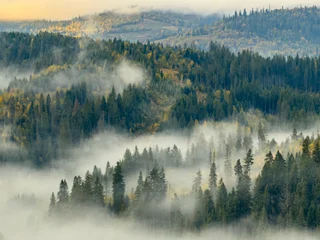 Plexiglas schilderij Mistig bos Misty Autumn Rain Clouds over Ukrainian Carpathian Mountains.  © zyoma_1986