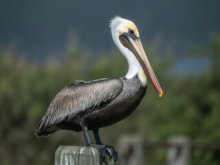 Majestic brown pelican perched proudly on weathered wooden post, its gaze fixed on the horizon, creating a striking wildlife moment in nature's embrace