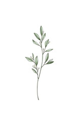 Obraz premium Watercolor illustration of green plant branch with small white flowers