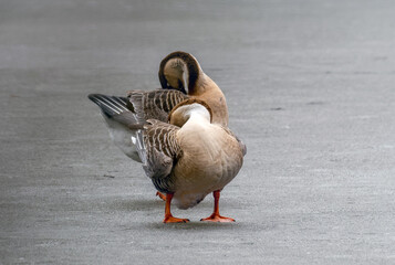 Two geese, calmly presenting their feathers from a rear perspective, natural environment