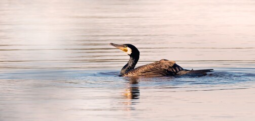 great cormorant, Phalacrocorax carbo, floating on water, natural environment