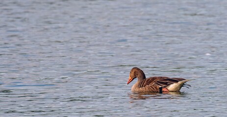 A lone goose on the water in its natural habitat