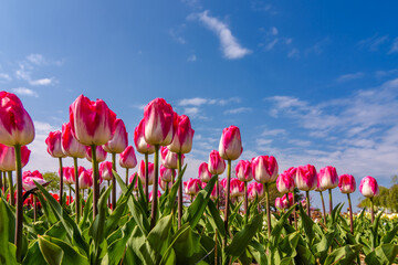 colorful tulips against blue sky