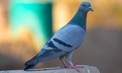 Wild Rock Dove (Columba livia) – Feral Pigeon in Natural Habitat Standing Outdoors in Urban–Nature Environment