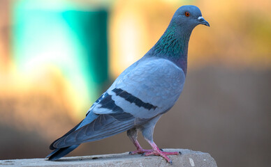 Wild Rock Dove (Columba livia) – Feral Pigeon in Natural Habitat Standing Outdoors in Urban–Nature Environment
