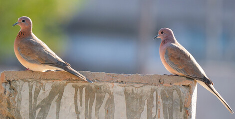 Laughing Dove Pair – Two Laughing Doves Perched Together in Natural Habitat Showing Bonding Behavior