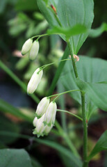Polygonatum hirtum blooms in the wild