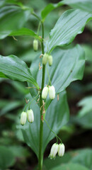 Obraz premium Polygonatum hirtum blooms in the wild