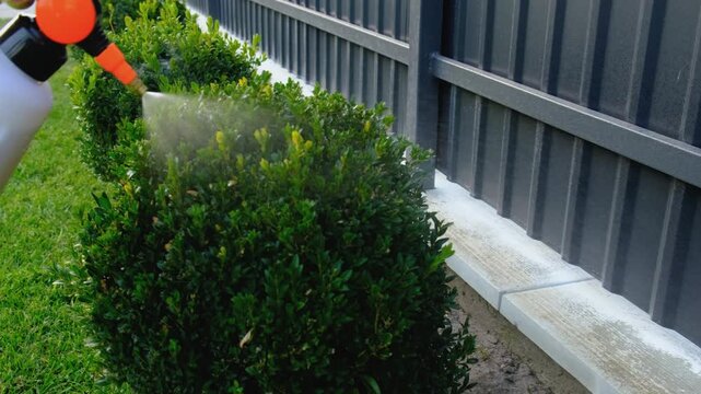 Spraying boxwood in the garden. Selective focus.