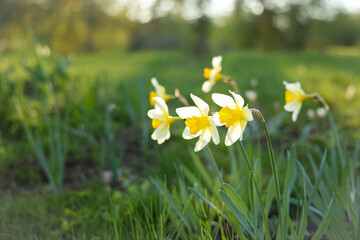 Yellow daffodils blooming in a sunlit spring meadow
