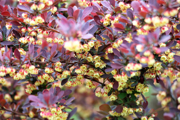 Thunberg barberry (Berberis thunbergii) grows in the garden