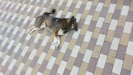 Dog laying on its side on patterned tiles, appearing calm and at ease. dog fur gently matches the surrounding tiles. Dog in a relaxed position, lying on its side on the cool pavement. sleeping mutt.