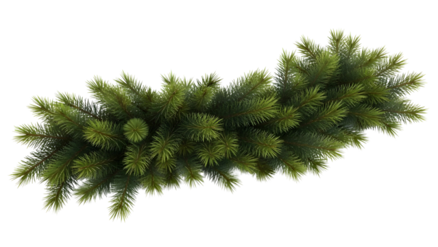 Fir branch on white background for christmas decoration