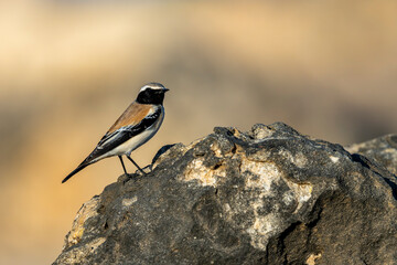 Desert Wheatear, Oenanthe deserti, Barr Al Hikman, Oman