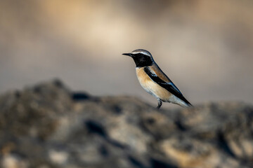 Desert Wheatear, Oenanthe deserti, Barr Al Hikman, Oman